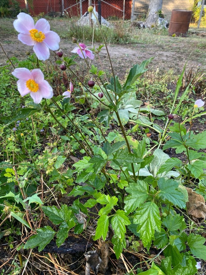 Anemone höst anemon peren