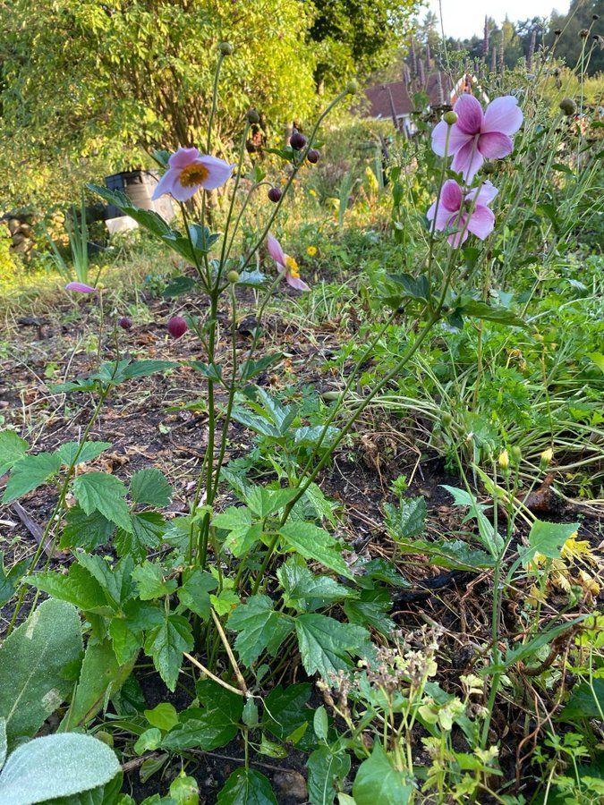 Anemone höst anemon peren