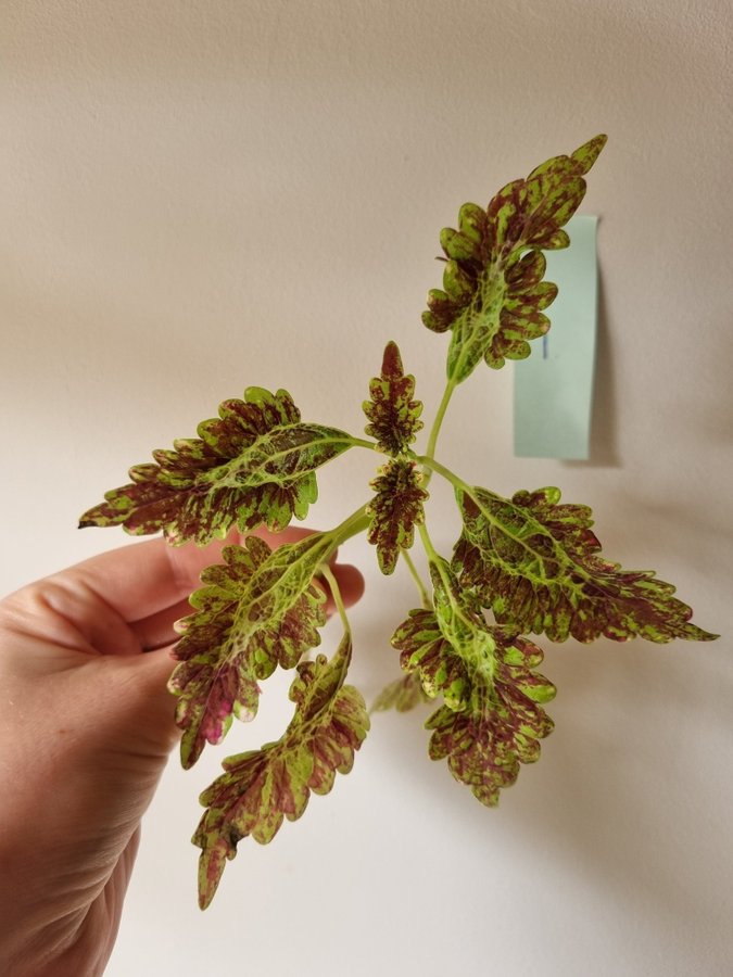 Palettblad, Gilda, Coleus, Stickling