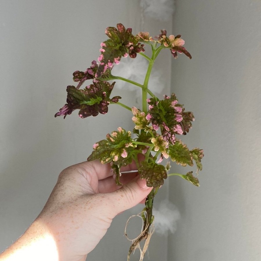 Rotad VICTORIAN RUFFLES *palettblad*coleus*