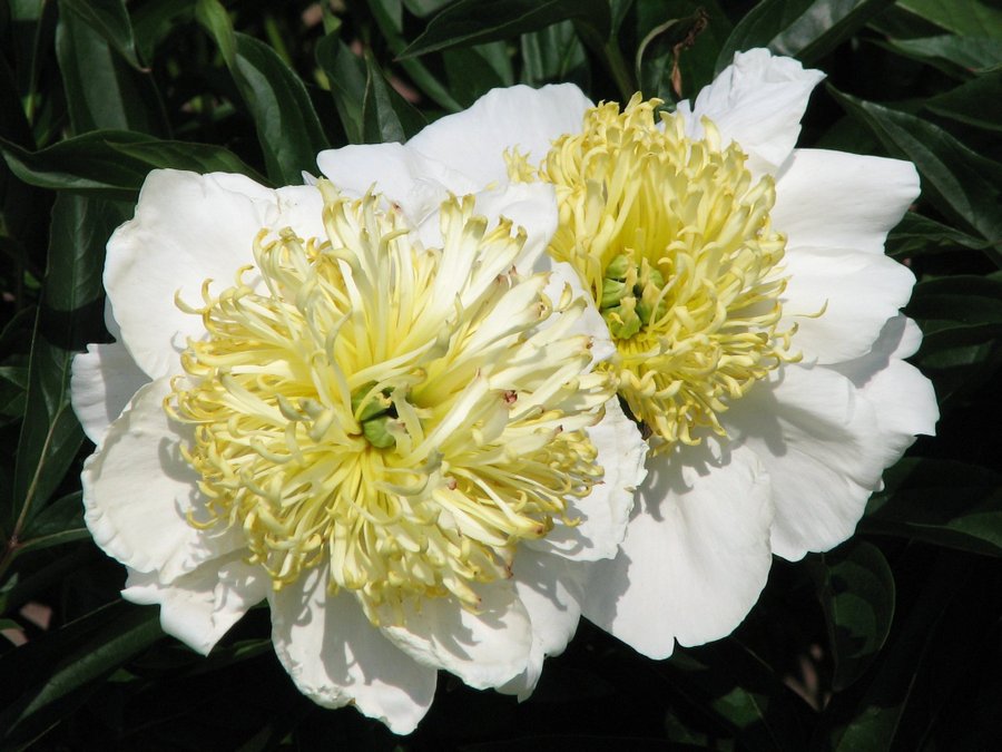 Pion lactiflora 'Moon of Nippon'