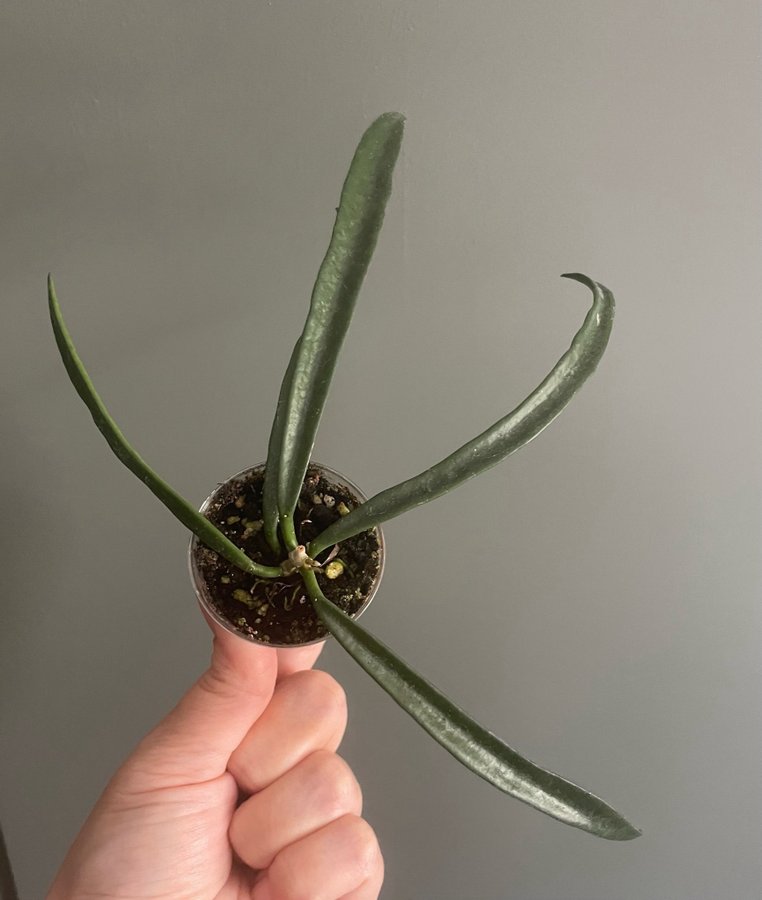 Hoya Shepherdii rotad stickling