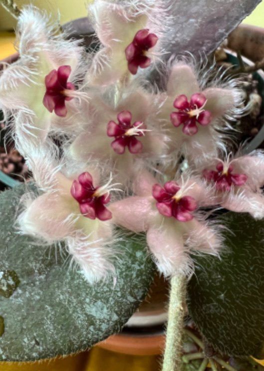 Hoya Caudata Stickling