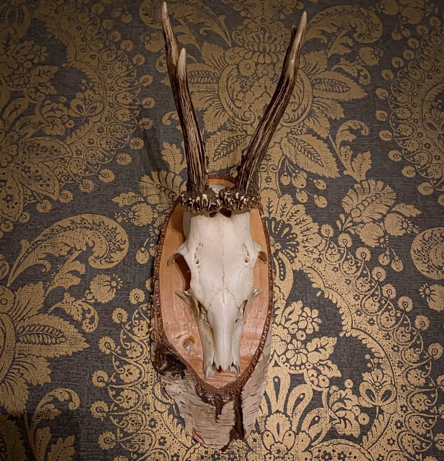 Vackra rådjurshorn på björksköld. Taxidermi, Jakttrofé, 1961