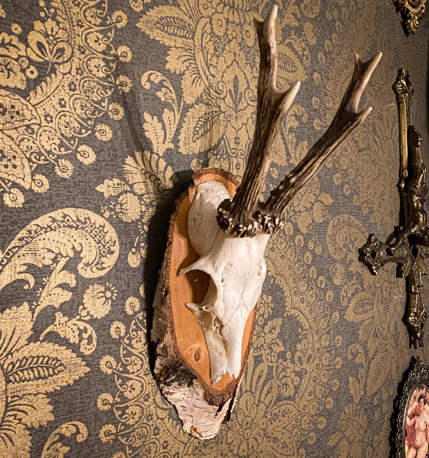 Vackra rådjurshorn på björksköld. Taxidermi, Jakttrofé, 1961