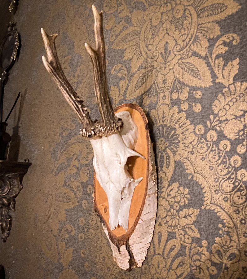 Vackra rådjurshorn på björksköld. Taxidermi, Jakttrofé, 1961