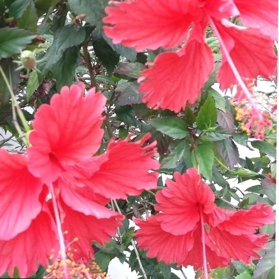 Gigantiskt stor Hibiskus! Ren kunglighet för trädgården/uteplatsen-tropisk växt