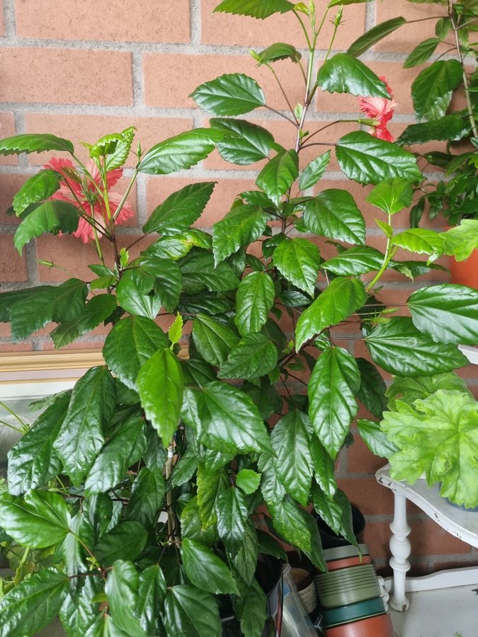 Gigantiskt stor Hibiskus! Ren kunglighet för trädgården/uteplatsen-tropisk växt