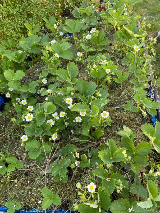 5 st korona jordgubbe jordgubbar plantor mycket söta och goda bär