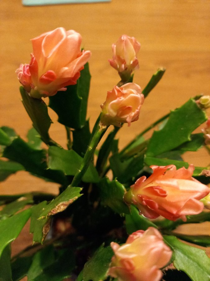 Schlumbergera Thor Wild Cactus ''Orange'',orotad stickling.Ovanlig sort!