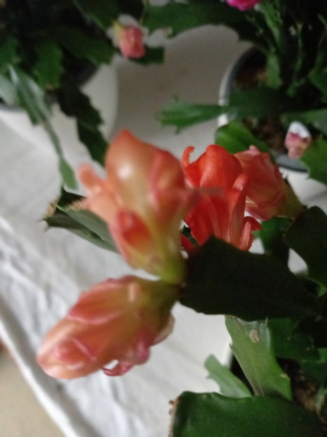 Schlumbergera Thor Wild Cactus ''Orange'',orotad stickling.Ovanlig sort!