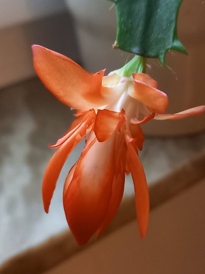 Schlumbergera Thor Wild Cactus ''Orange'',orotad stickling.Ovanlig sort!