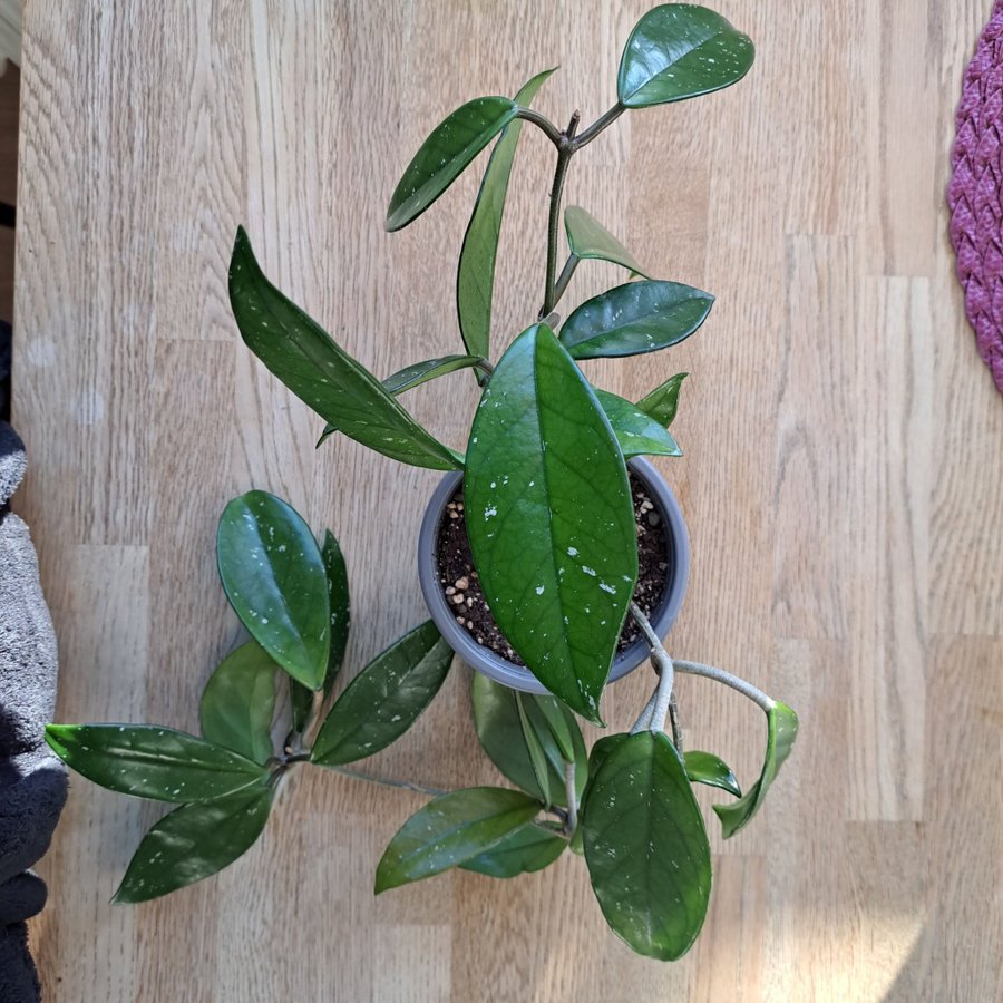 Hoya Carnosa planta