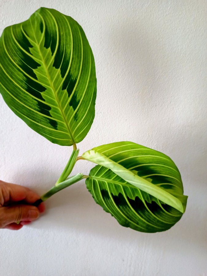 MARANTA " LEMON LIME" - stickling