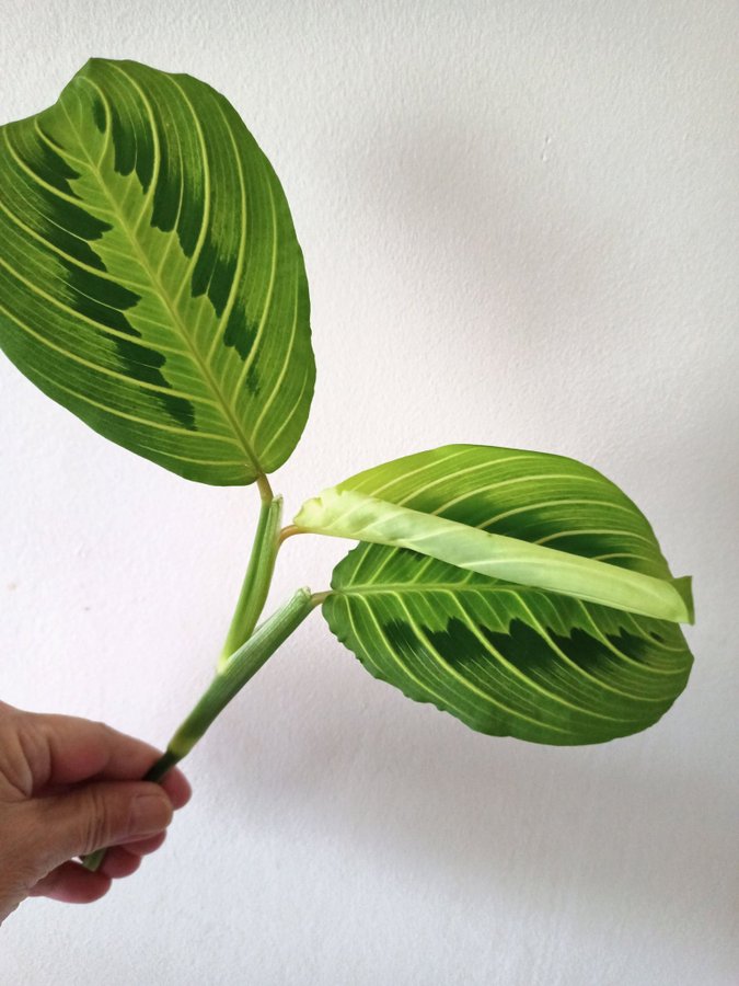 MARANTA " LEMON LIME" - stickling