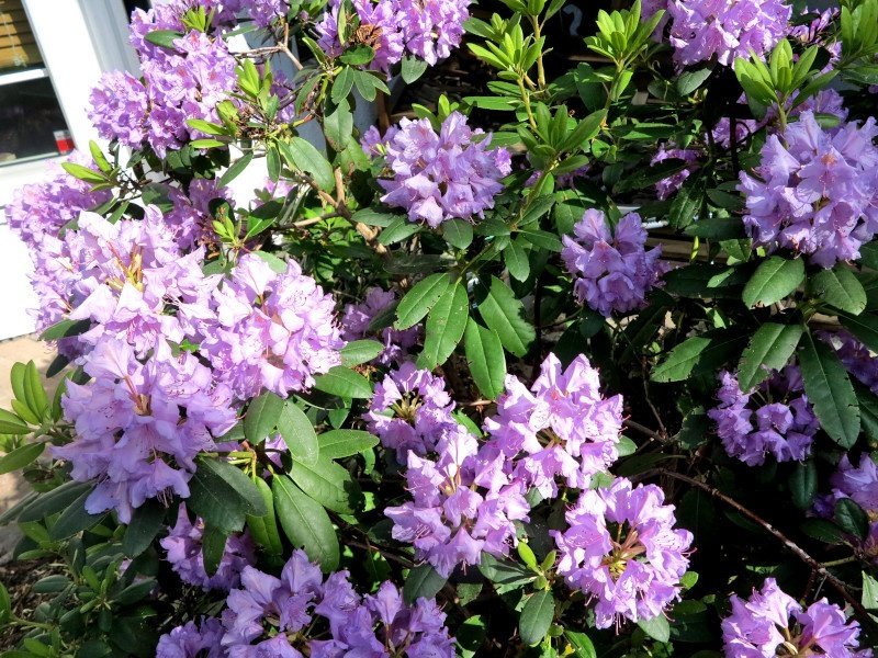 Rhododendron Impeditum Select -