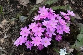 ROSA BLÅSIPPA HEPATICA NOBILIS! ovanlig färg på blomman frön