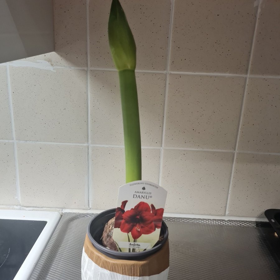 Amaryllis Danu